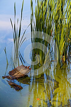 Reeds are growing out of the sky