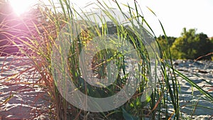 Reeds grows on the beach, against the backdrop of a forest belt on a sunny day