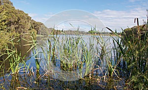 Reeds: Herdsman Lake photo