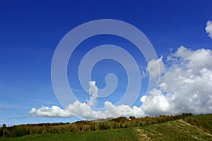 Reeds On A Hillside photo