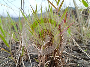 reeds or Imperata cylindrica