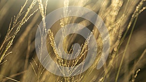 Reeds Imperata cylindrica in the late afternoon sun