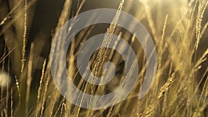 Reeds Imperata cylindrica in the late afternoon sun