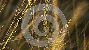 Reeds Imperata cylindrica in the late afternoon sun