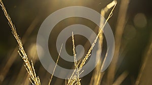 Reeds Imperata cylindrica in the late afternoon sun