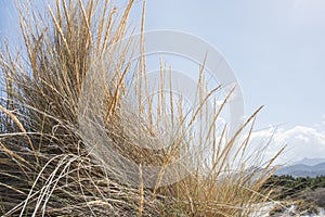 Reeds on the La Cinta beach. Sardinia