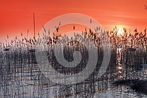 Reeds in Lacanau lake