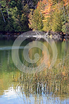 Reeds in Lake