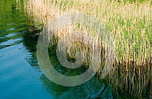 Reeds on the lake photo