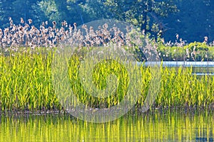Reeds in lake