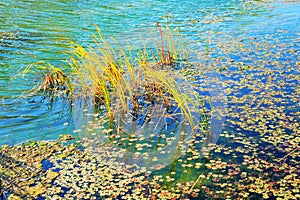 Reeds in the lake