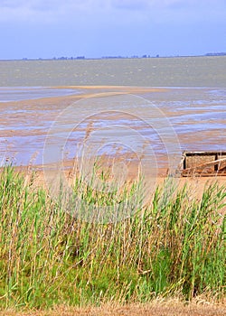 Reeds At Lake Albert