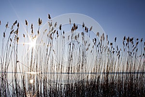 Reeds on the lake bank