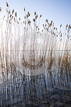 Reeds on the lake bank photo