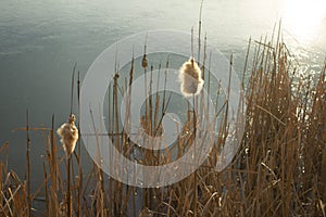 Reeds on the lake. Beautiful landscape. Lake at sunset. Background.