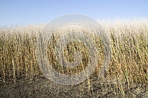 Reeds in a lake on blue sky