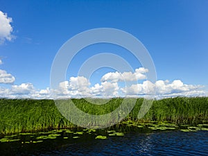 Reeds on the lake and blue sky with clouds