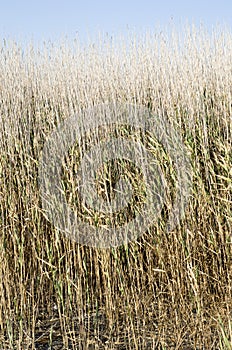 Reeds in a lake in blue sky