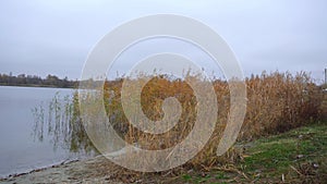 reeds in the lake in cloudy weather