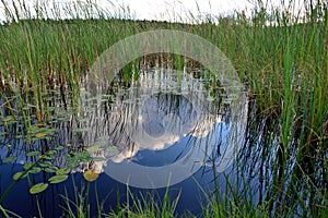 Reeds on the lake