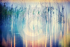 Reeds on lake photo