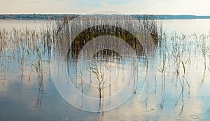 Reeds in the lake