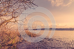 Reeds by a lake in the morning