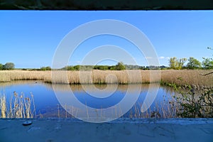 Reeds and lake in nature reserve