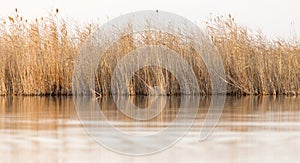 Reeds on Lake Outdoors