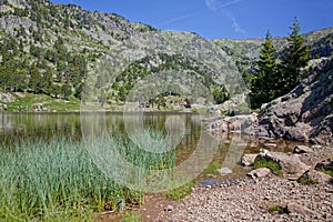 Reeds on lake shore in Chamrousse mountain range