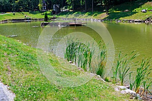 reeds at the lake shore, selective focus