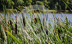 Reeds at the lake shore, selective focus