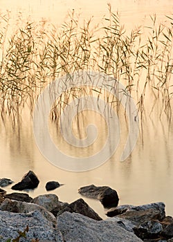 Reeds in lake at sunset