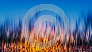 Reeds in lake at sunset