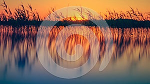Reeds in lake at sunset