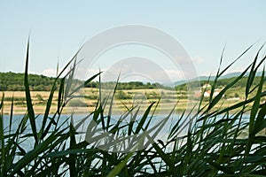 Reeds at the lake,tall grass in the foreground.
