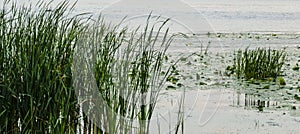 Reeds on a lake with water lilies