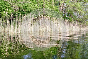 Reeds, in lake water reflected parallel lines and curves, golden hour in polish nature reserve