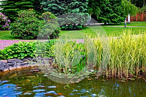 Reeds and leaves of a lily pond in a pond park with a walking path.
