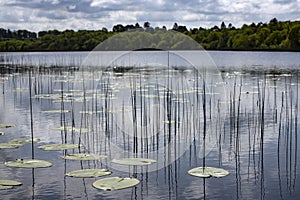 Reeds and lily pads on lough Owel in Ireland