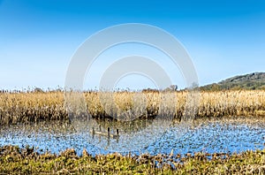 Reeds in marshland, Leighton Moss RSPB, Lancashire, England photo