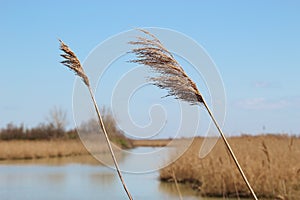 Reeds and marshland in the nature reserve Delta del Po di Veneto, Italy.