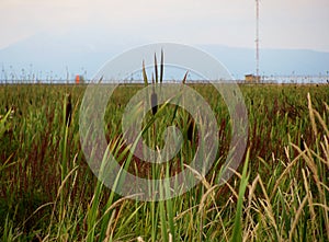 Reeds (marshland plants) of wetlands.