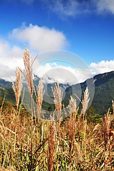 Reeds on the montain