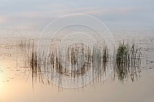 Reeds in morning photo