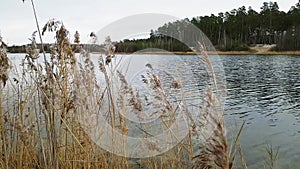 Reeds move on wind on the bank of the lake