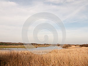 reeds nature growing side bank of river stream water sky blue clouds spring background