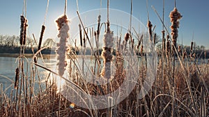 Reeds near a frozen lake in November, Bashkiria