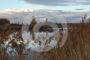 Reeds near the river