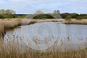 Reeds on Norfolk Broads by River Yare, Surlingham, Norfolk, England, UK
